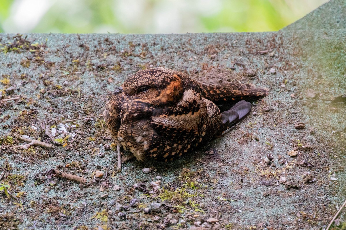 Lyre-tailed Nightjar - Anonymous