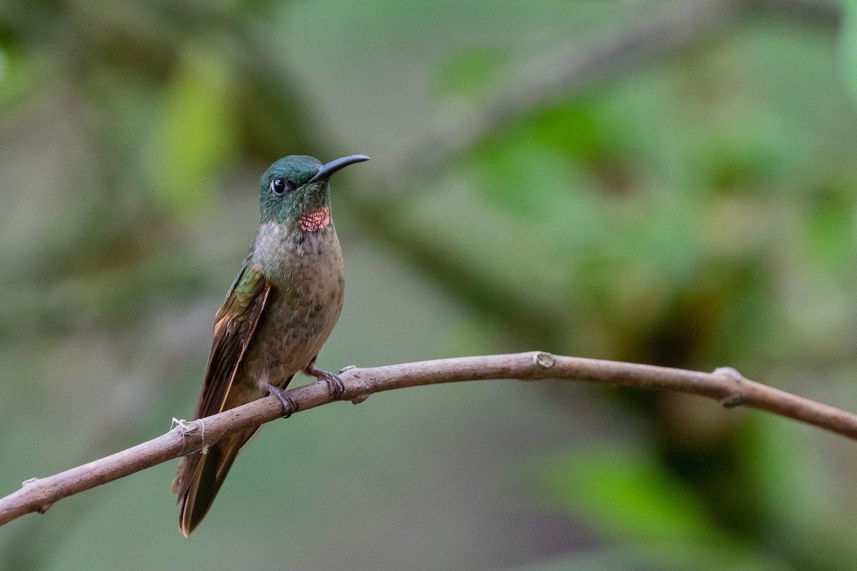 Fawn-breasted Brilliant - ML358164421