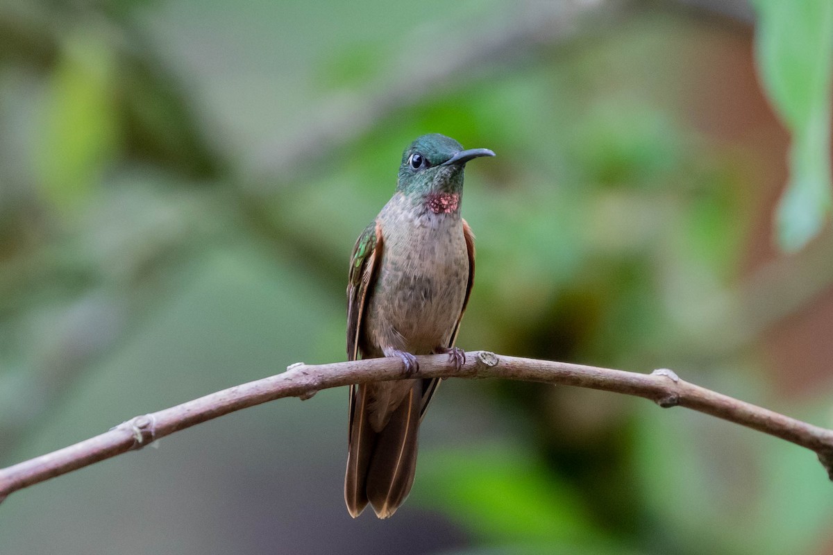 Fawn-breasted Brilliant - ML358164431