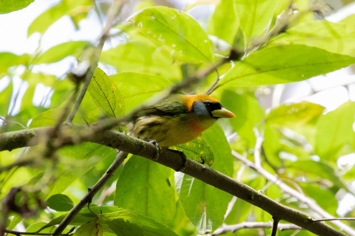 Red-headed Barbet - ML358164621