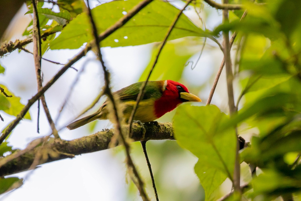 Red-headed Barbet - ML358164651