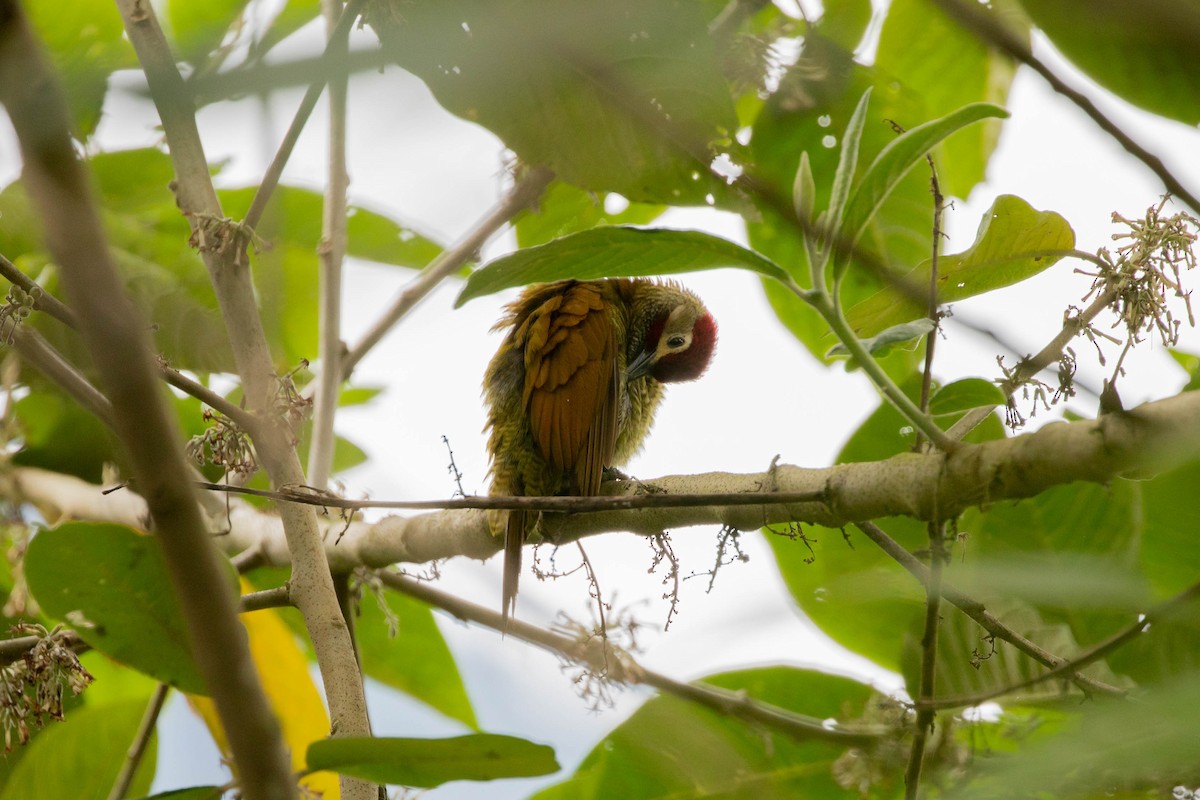 Golden-olive Woodpecker - ML358164671