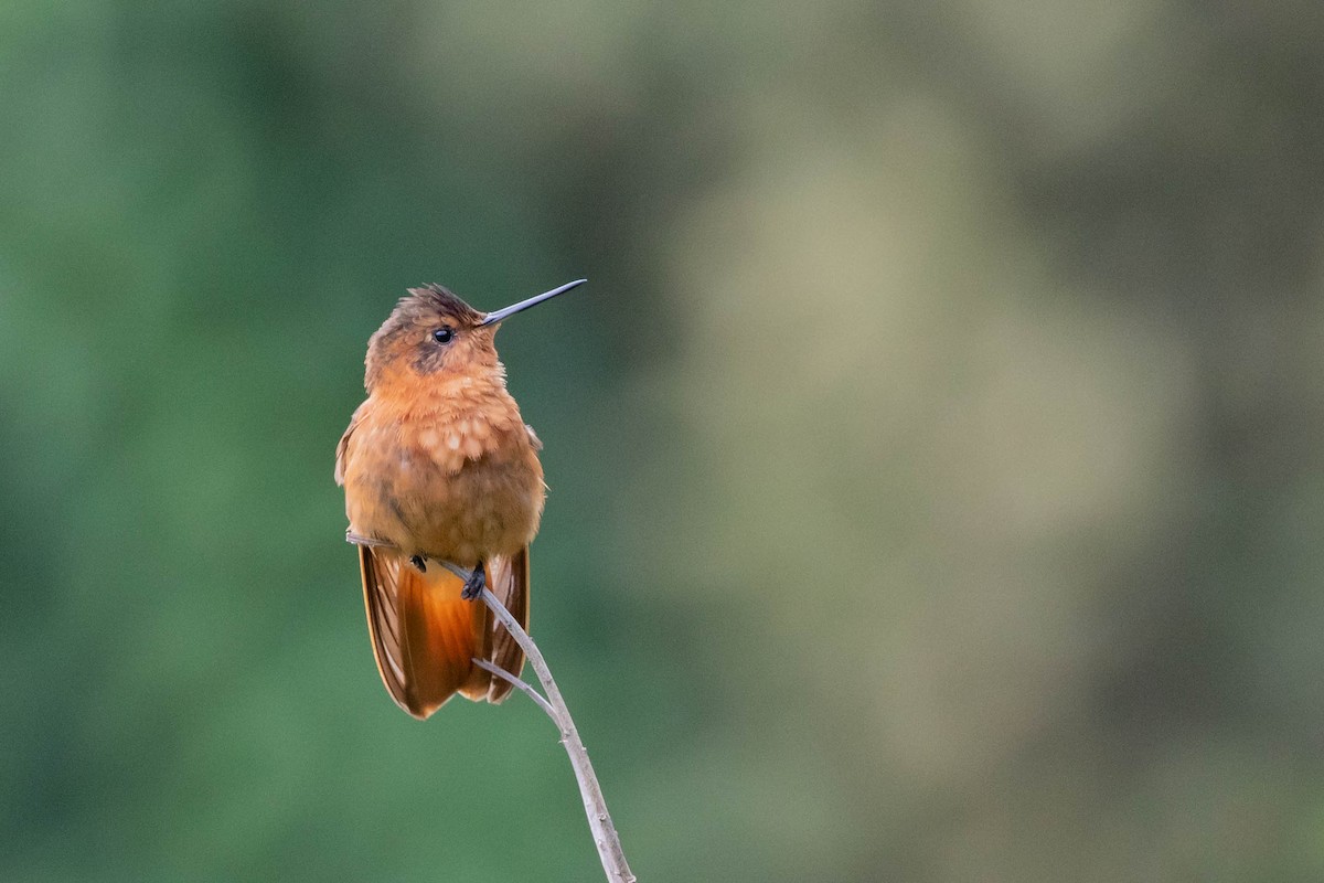 Colibri étincelant - ML358165231