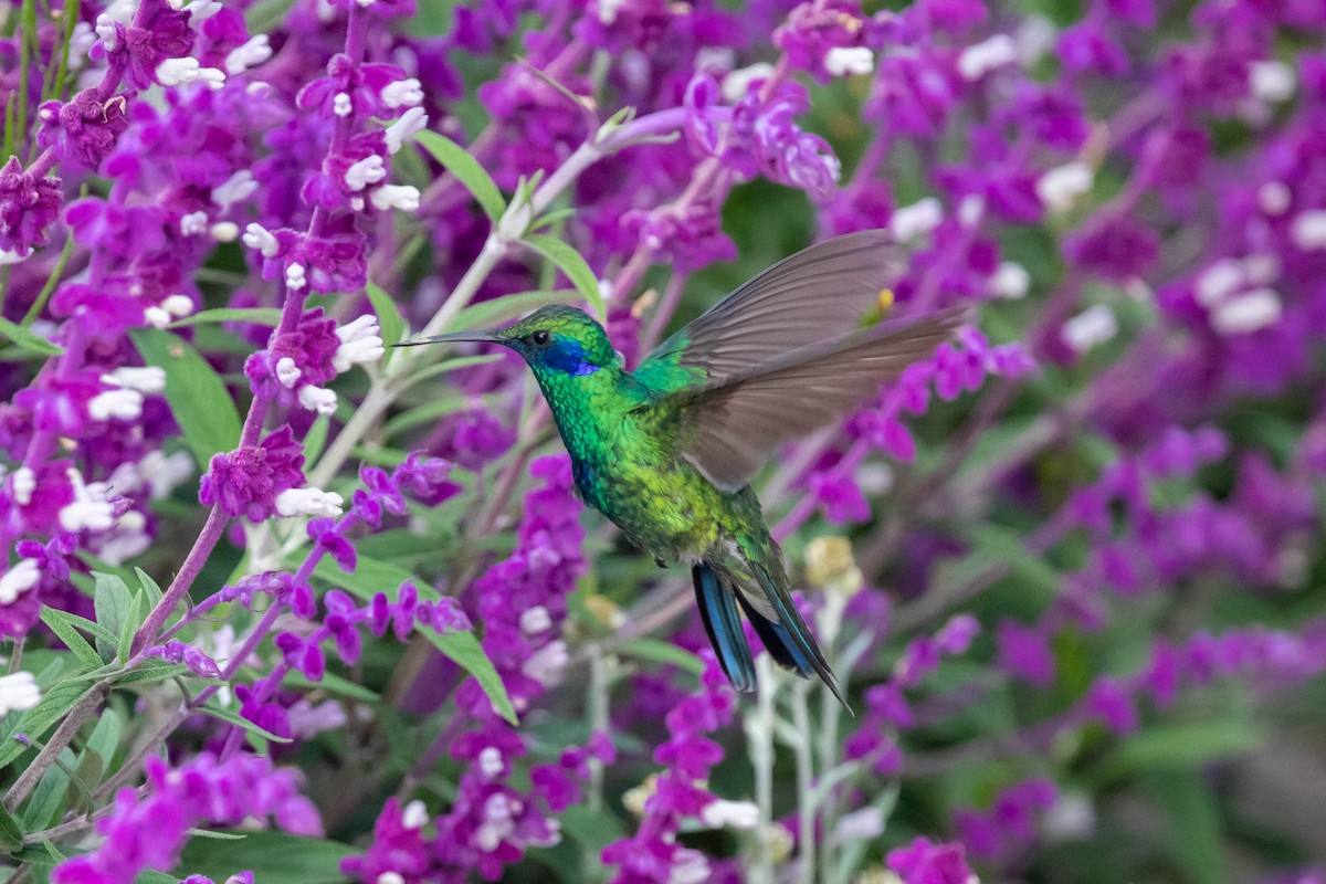 Glanz-Veilchenohrkolibri - ML358165241