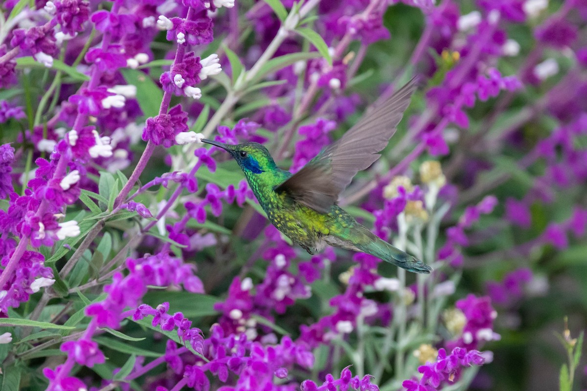 Glanz-Veilchenohrkolibri - ML358165251