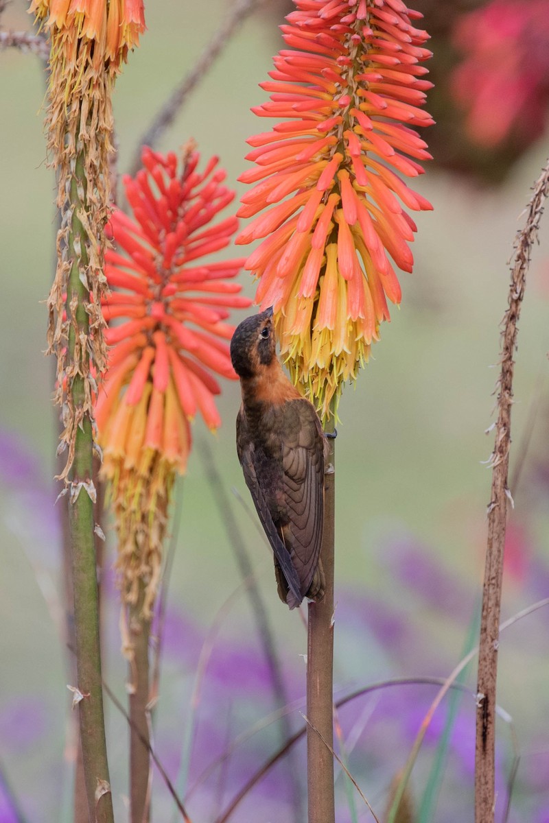 Rostkolibri - ML358165281