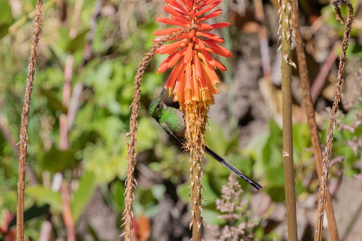 Black-tailed Trainbearer - ML358165311