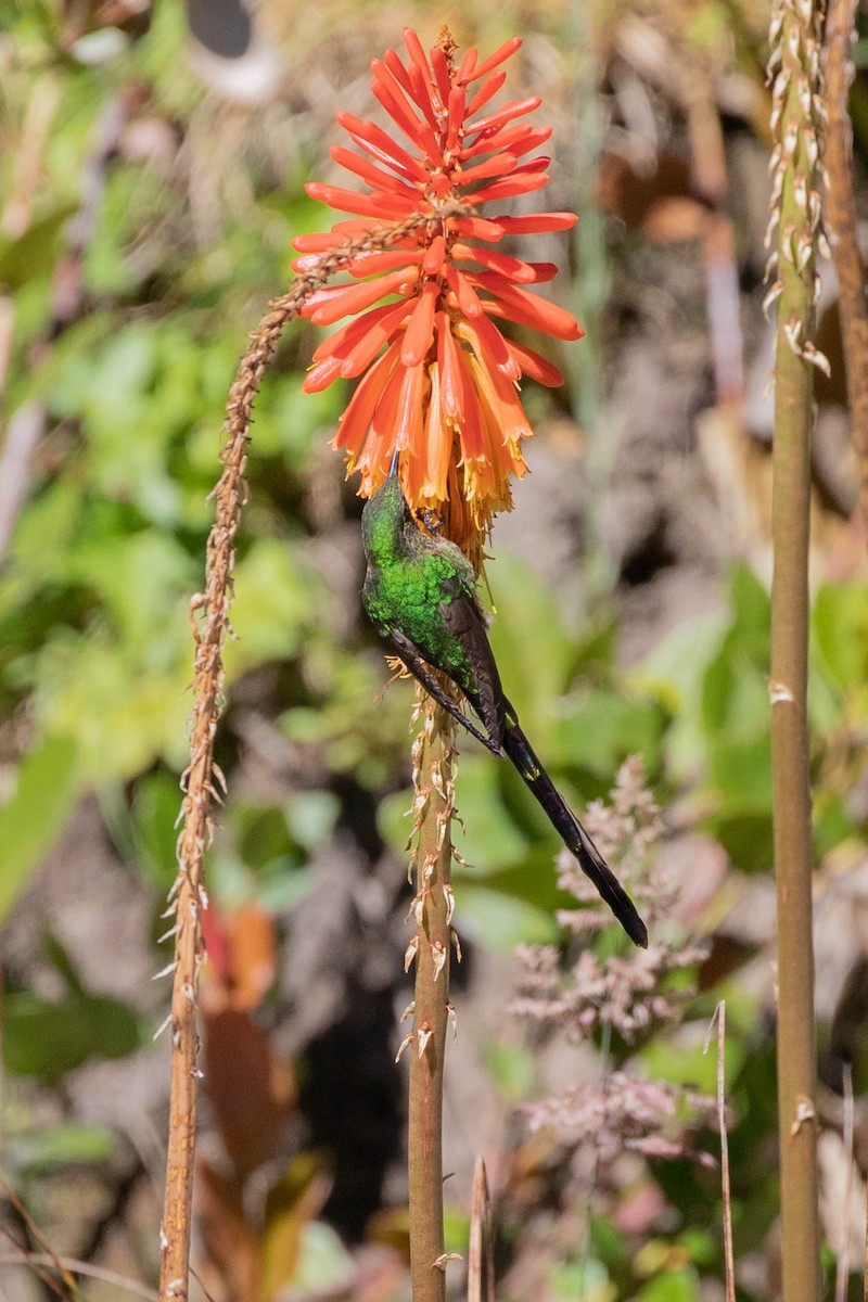 Black-tailed Trainbearer - ML358165341