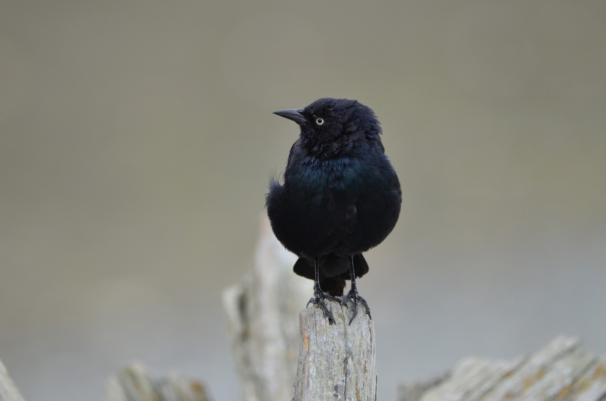 Brewer's Blackbird - Andrew Jacobs