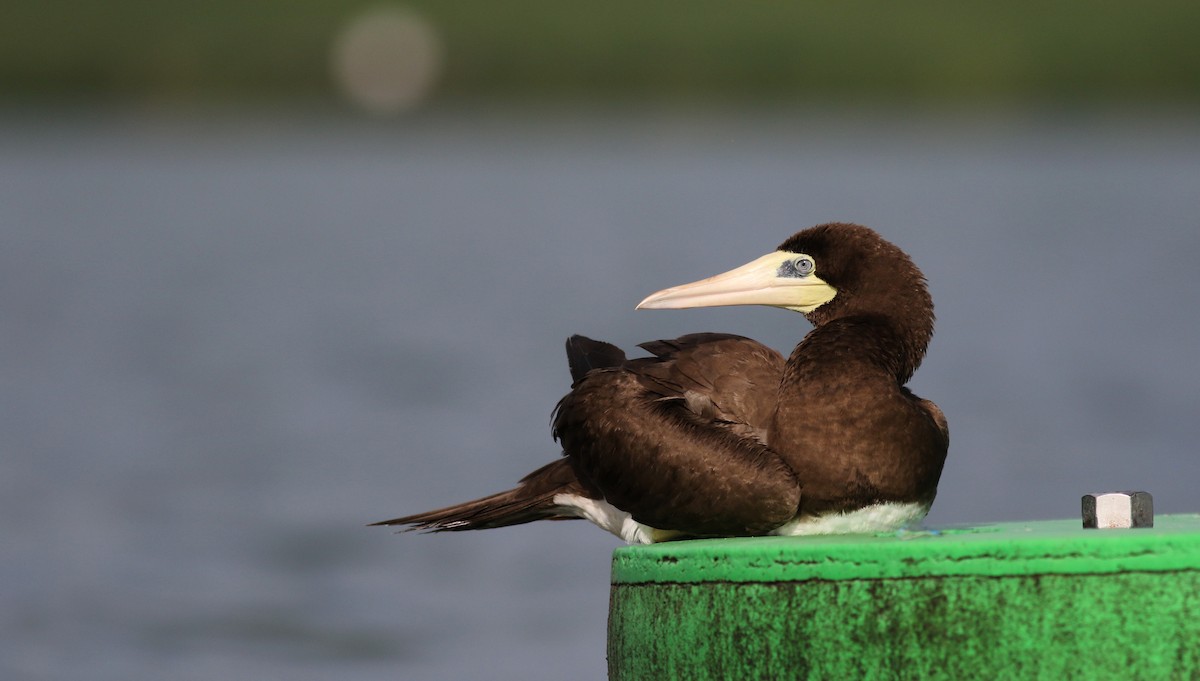 Brown Booby (Atlantic) - ML35816631