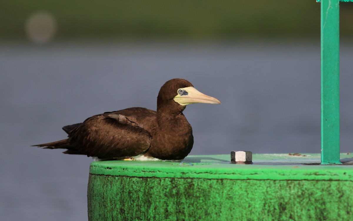 Brown Booby (Atlantic) - ML35816661