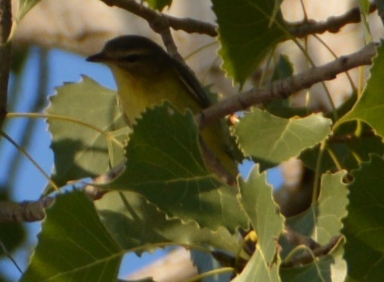 Philadelphia Vireo - ML35816741