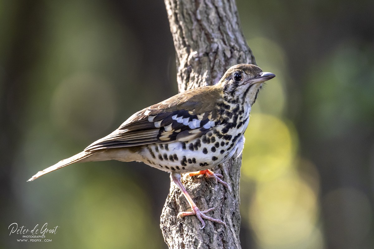 Spotted Ground-Thrush - ML358167661