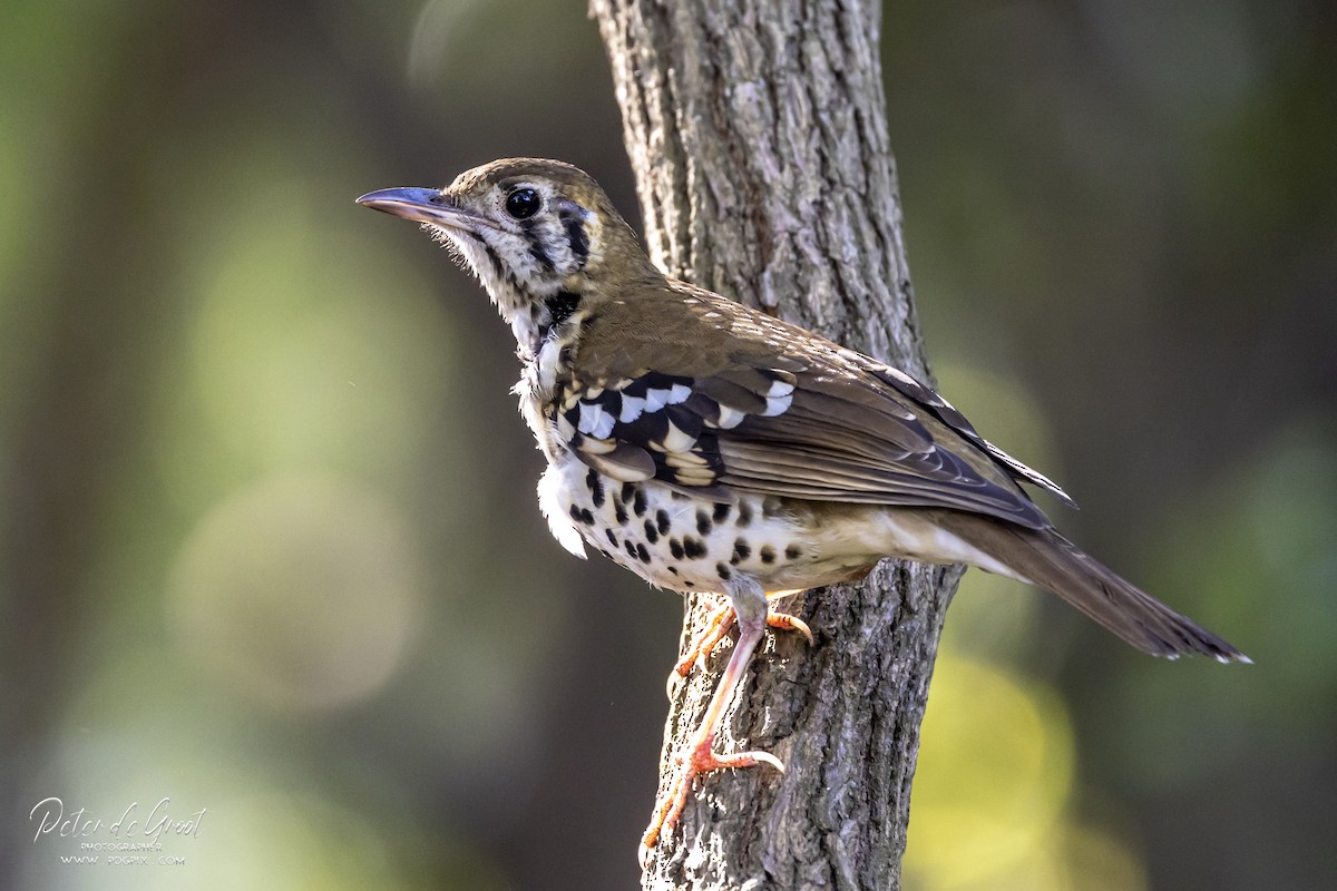 Spotted Ground-Thrush - ML358167721