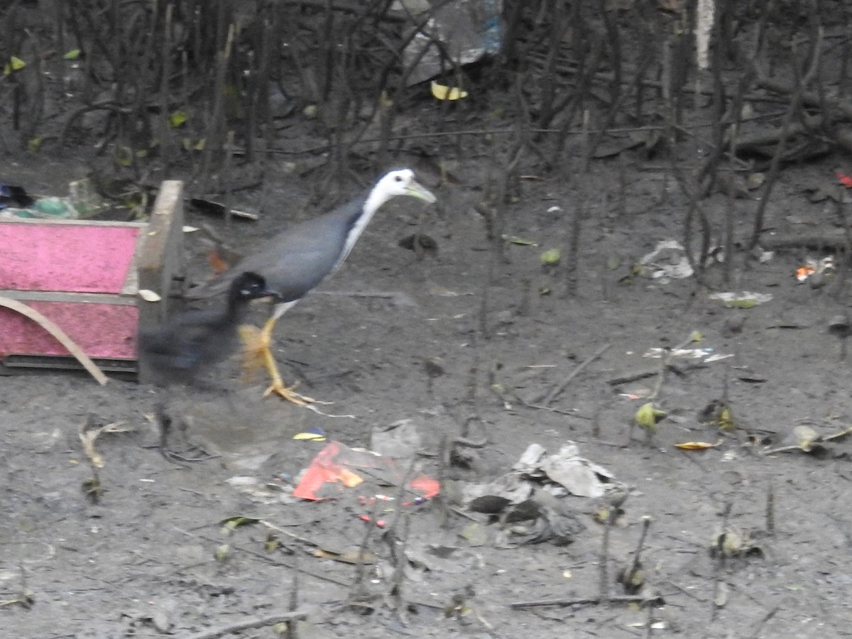 White-breasted Waterhen - ML358168201