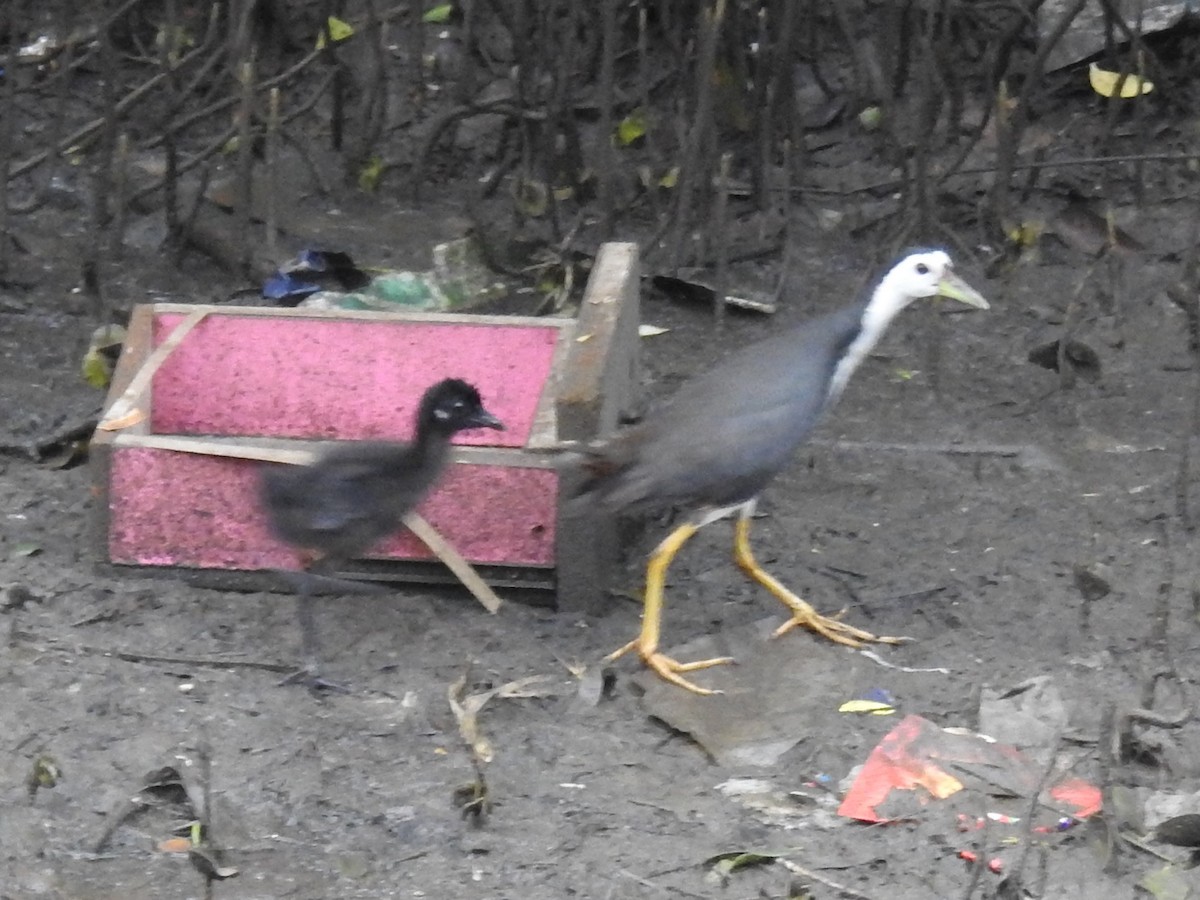 White-breasted Waterhen - ML358168211