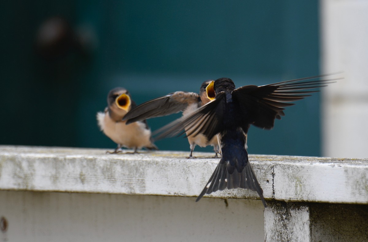 Barn Swallow - ML358169551