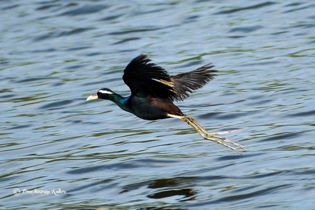 Bronze-winged Jacana - Prem swaroop Kolluru