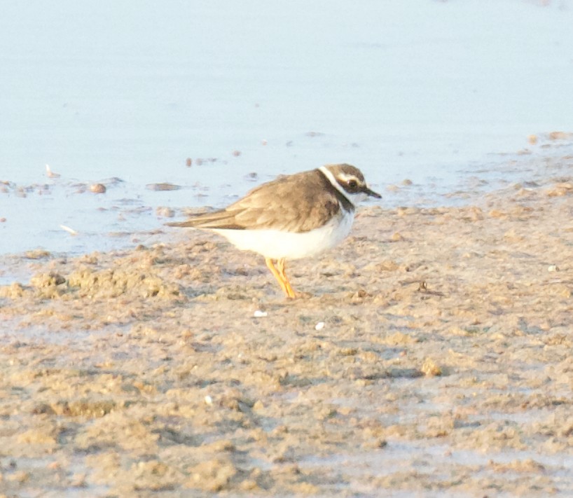 Common Ringed Plover - Sean Buchanan