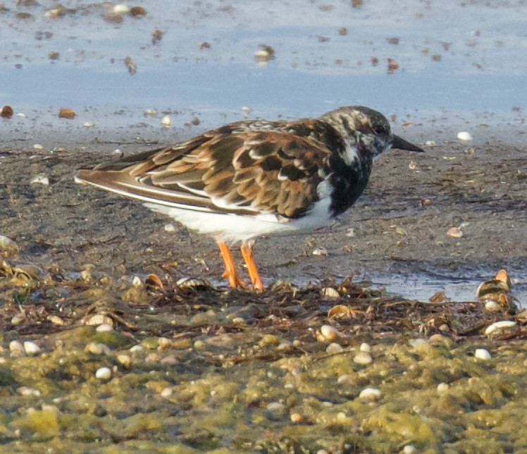 Ruddy Turnstone - ML358174111