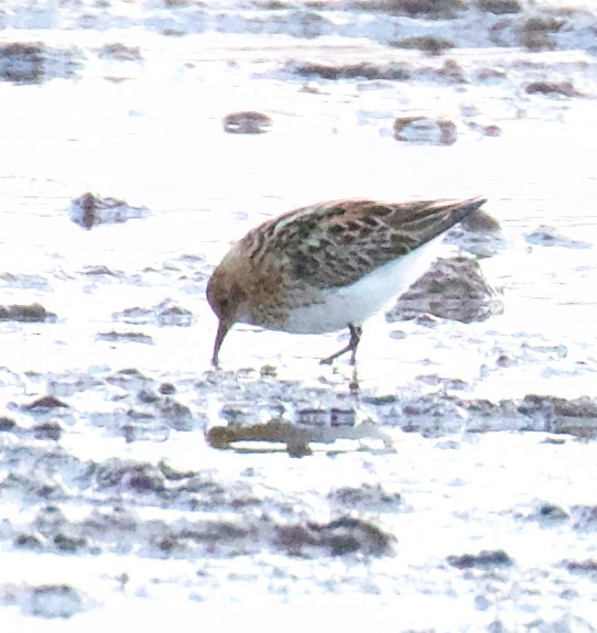 Little Stint - ML358174121