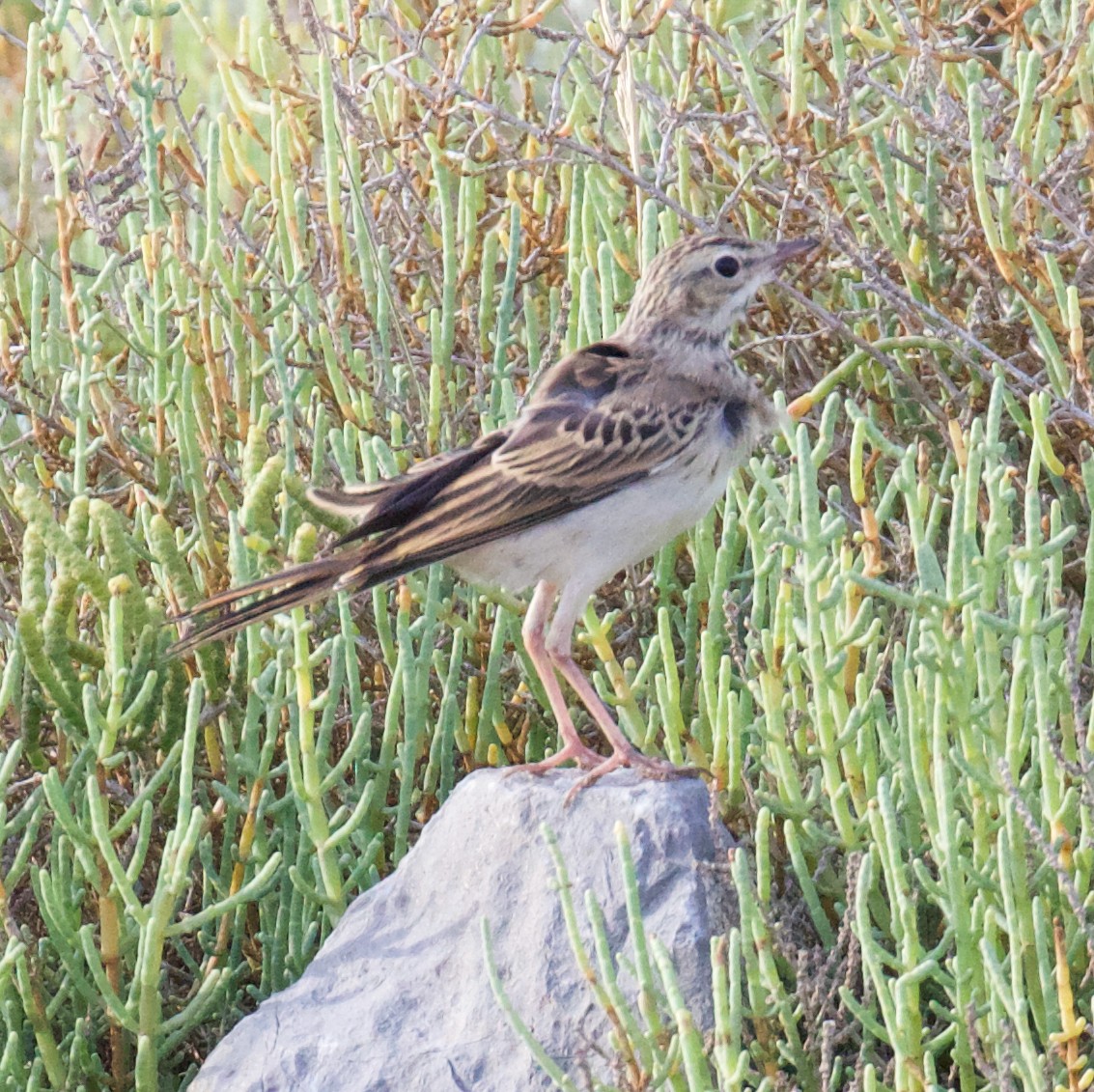 Tawny Pipit - ML358174201