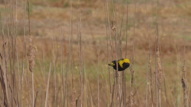 Yellow-crowned Bishop - ML358175611