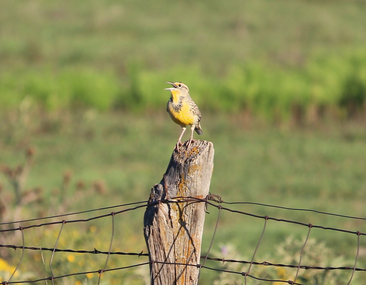 Eastern Meadowlark - ML35817671