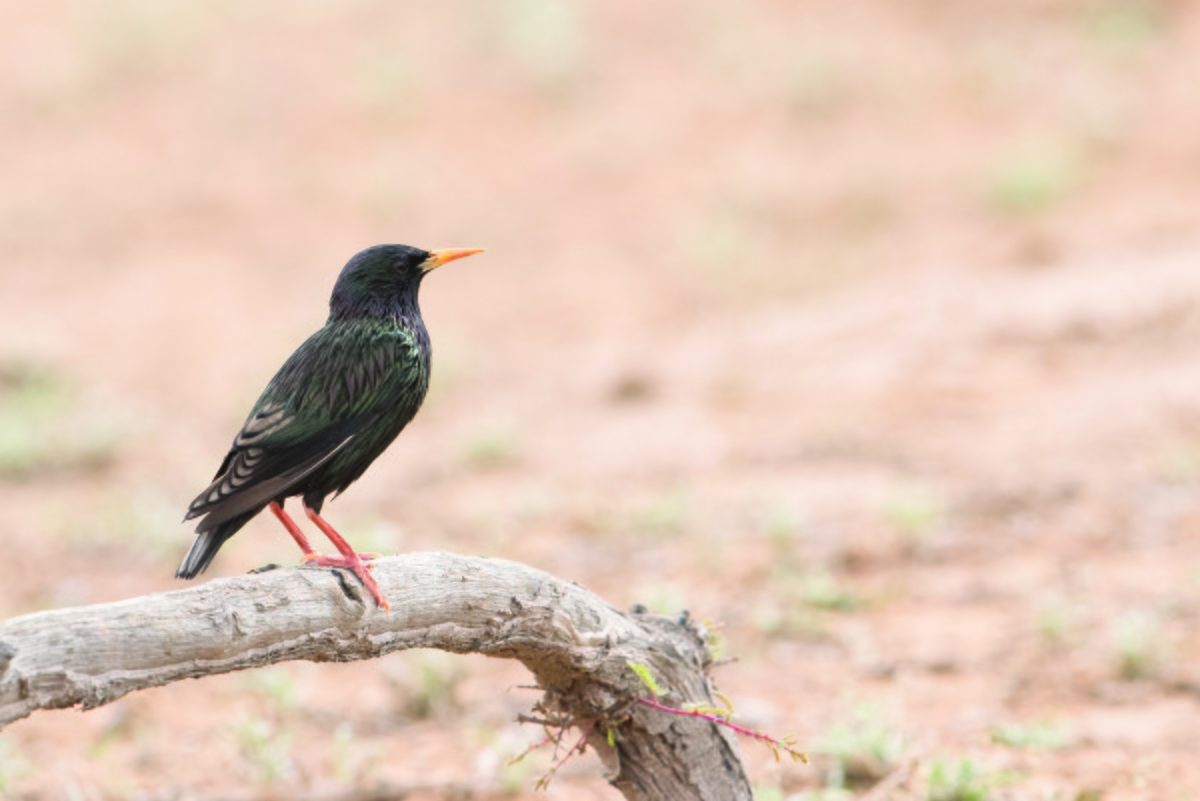 European Starling - ML358177231