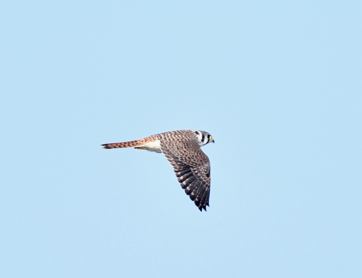 American Kestrel - ML358177351