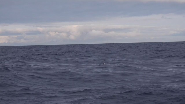 Zino's Petrel - ML358178801