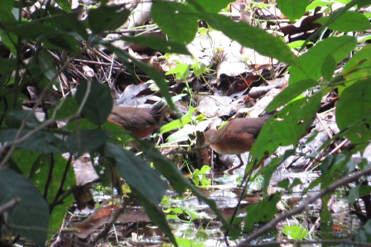 Rusty-flanked Crake - Scarlet  Cordero Seijas