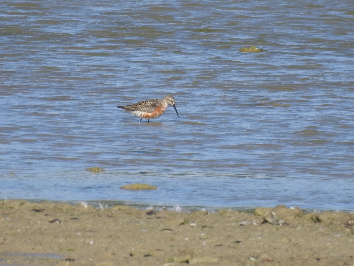 Curlew Sandpiper - Diego  Uche Rodriguez