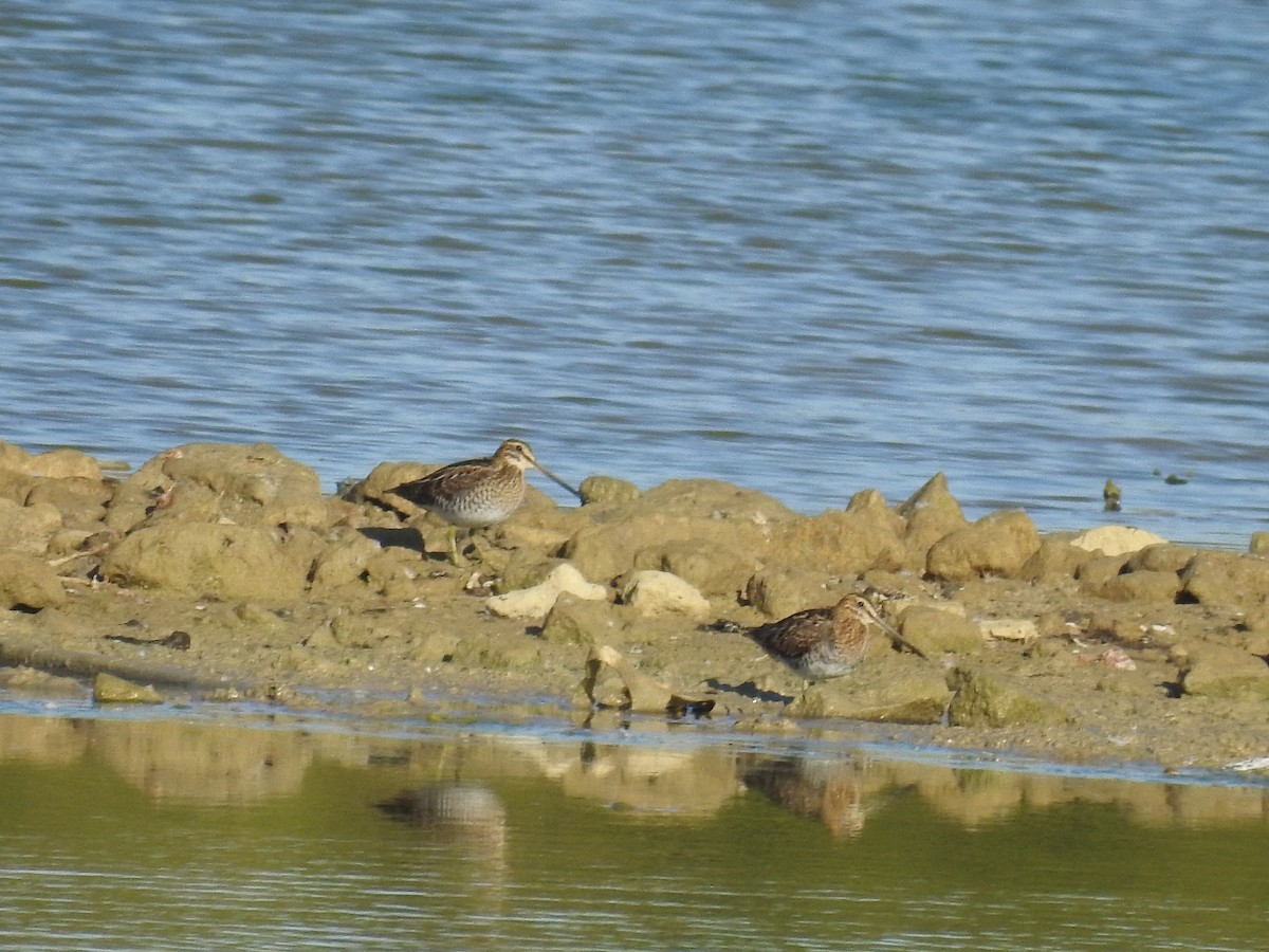 Common Snipe - Diego  Uche Rodriguez