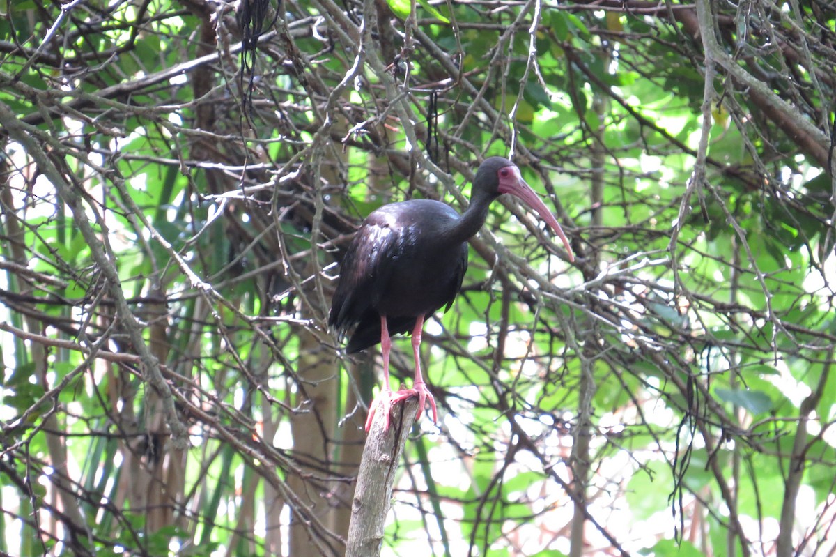 ibis tmavý - ML358180731
