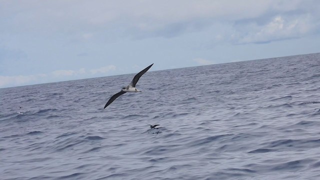 Fea's Petrel (Desertas) - ML358180951