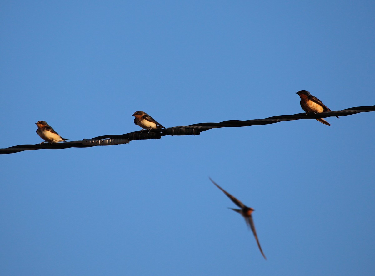 Golondrina Común - ML35818161