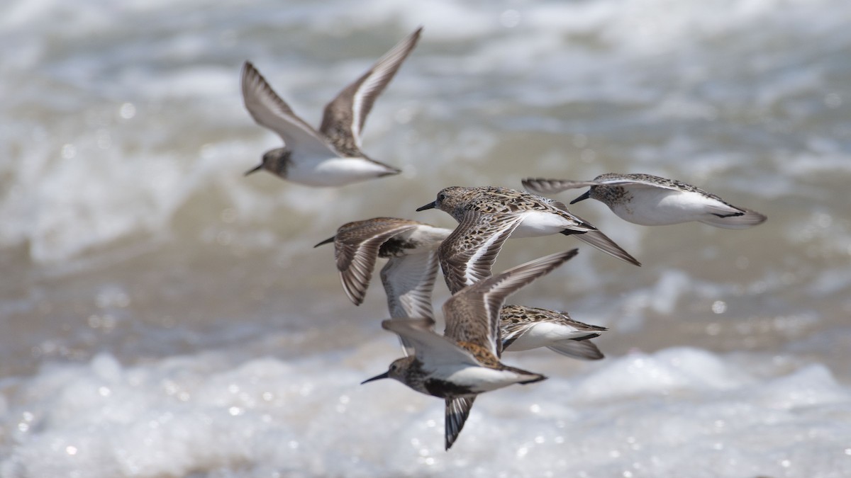 jespák písečný - ML358182171