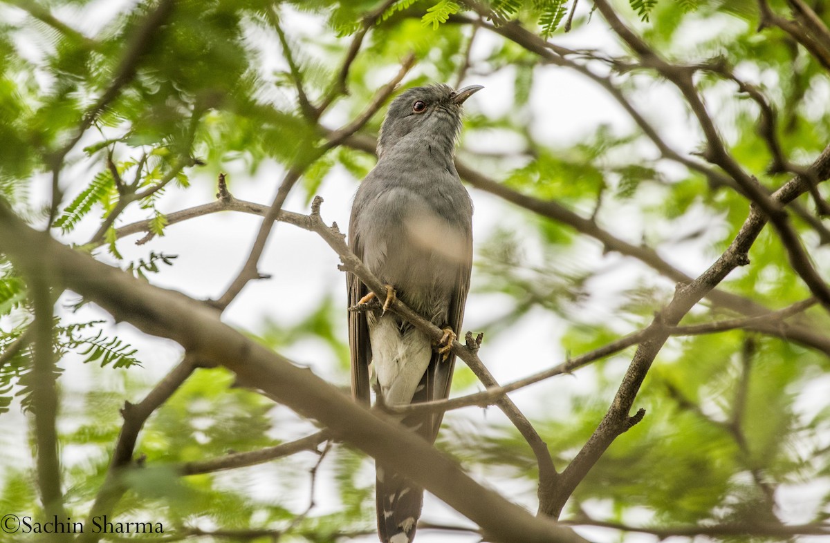 Gray-bellied Cuckoo - ML358182721