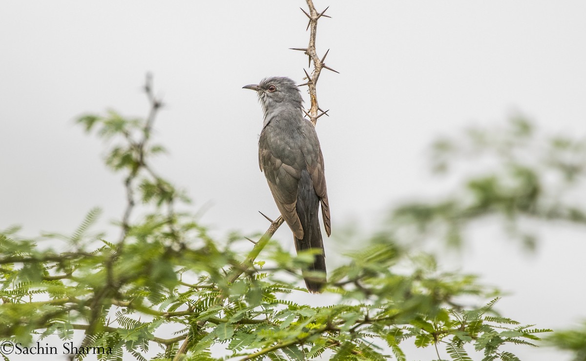 Gray-bellied Cuckoo - ML358182731