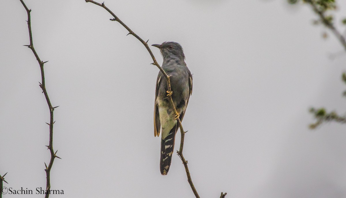 Gray-bellied Cuckoo - ML358182741