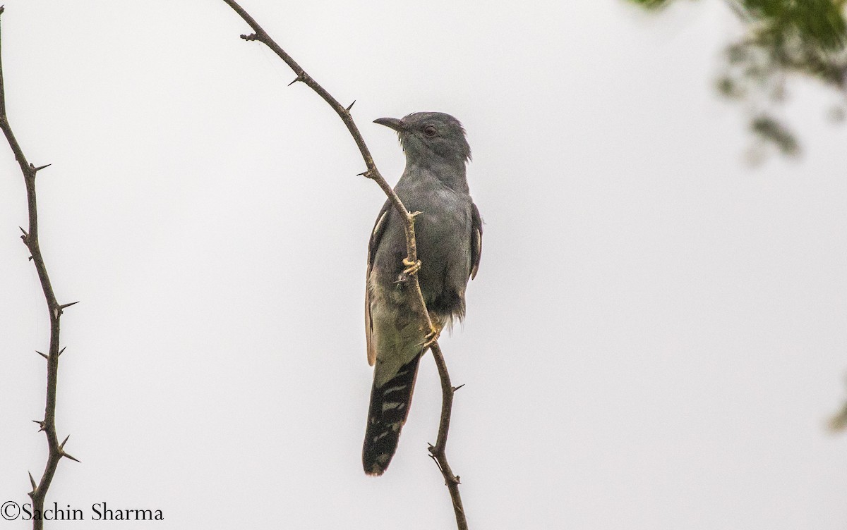 Gray-bellied Cuckoo - ML358182751