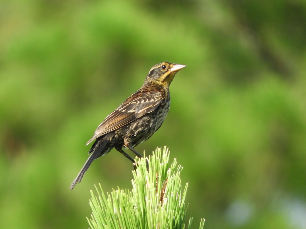 Red-winged Blackbird - ML358183091