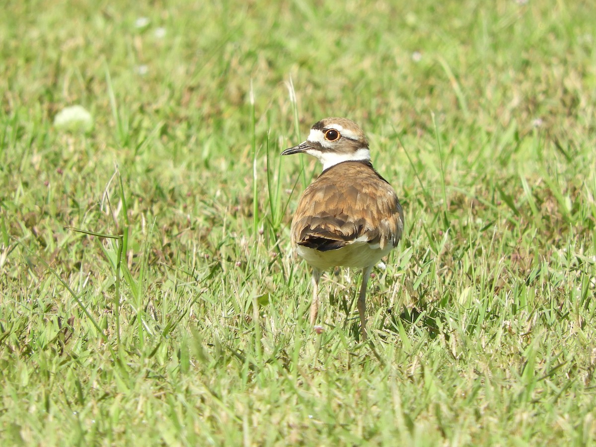 Killdeer - ML358183211