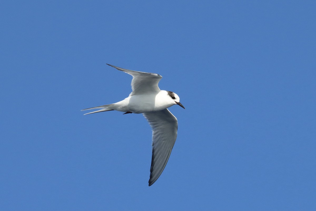 Arctic Tern - ML358183801