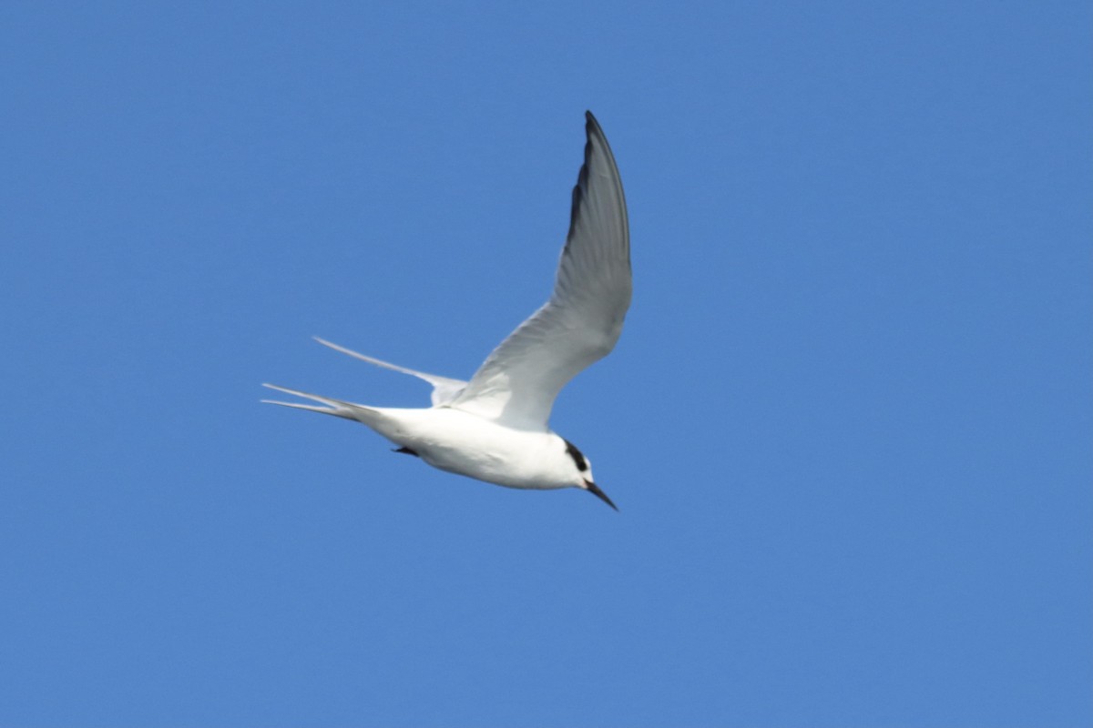 Arctic Tern - ML358183831