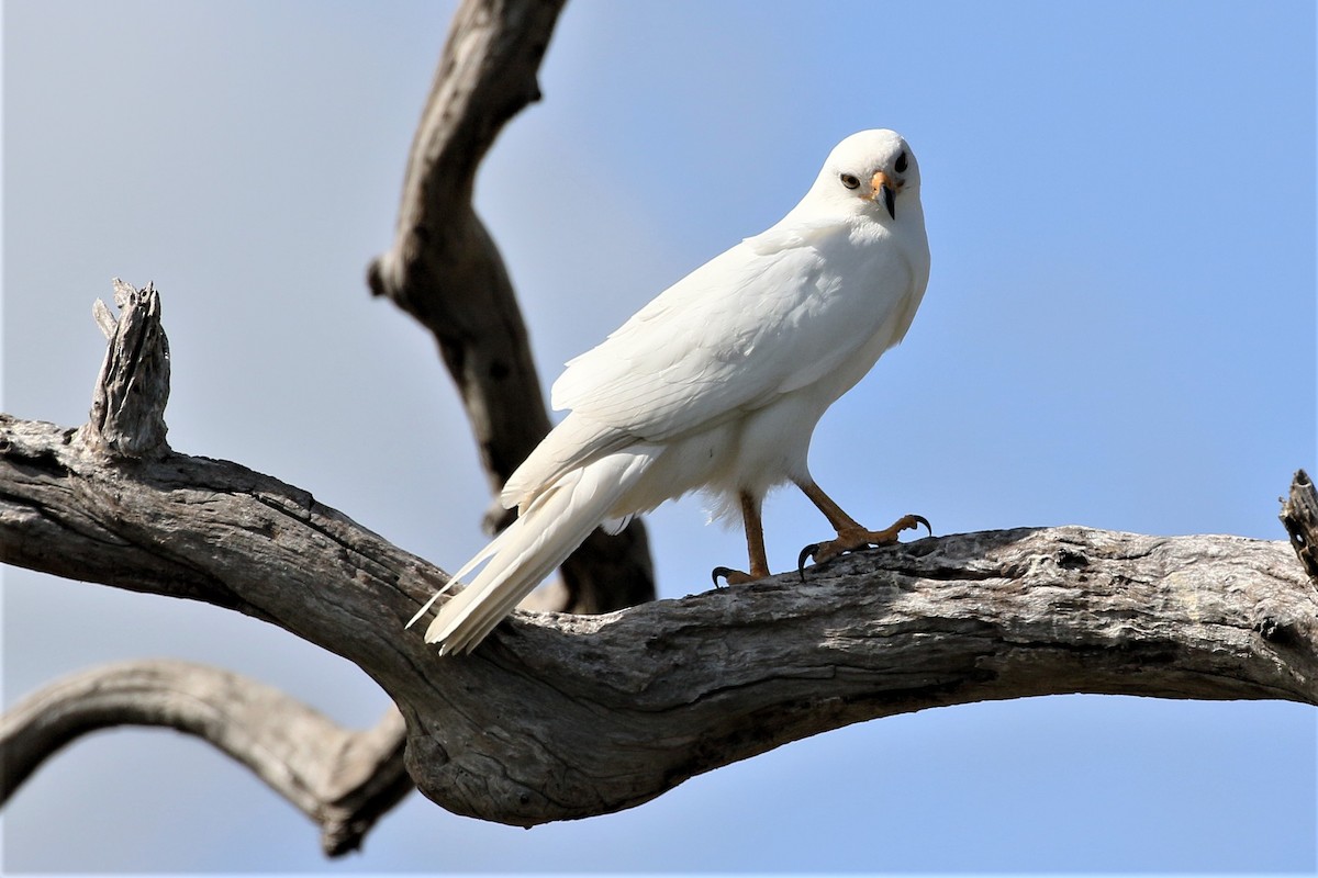 Gray Goshawk - ML358184411