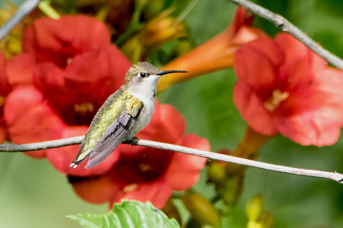 Ruby-throated Hummingbird - ML358185301
