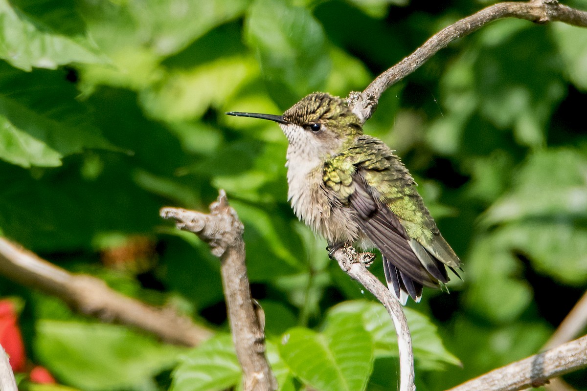 Ruby-throated Hummingbird - ML358185321