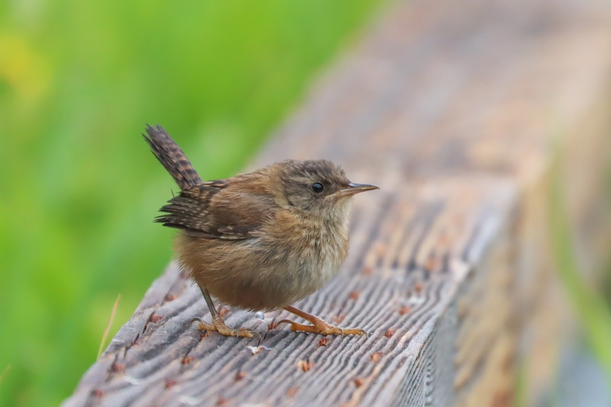 Marsh Wren - ML358185421